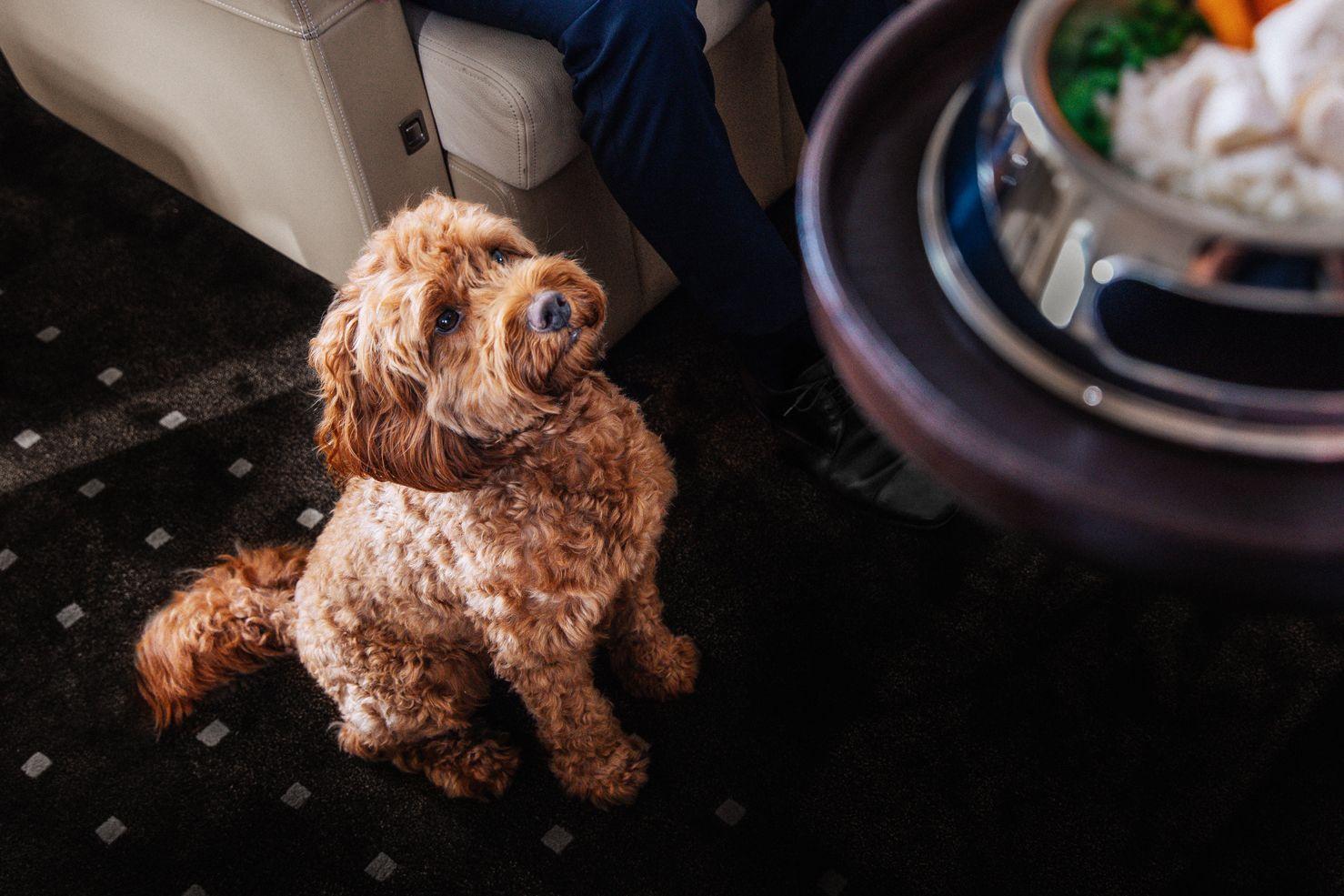 Flying Private With Your Dog Over the Holidays